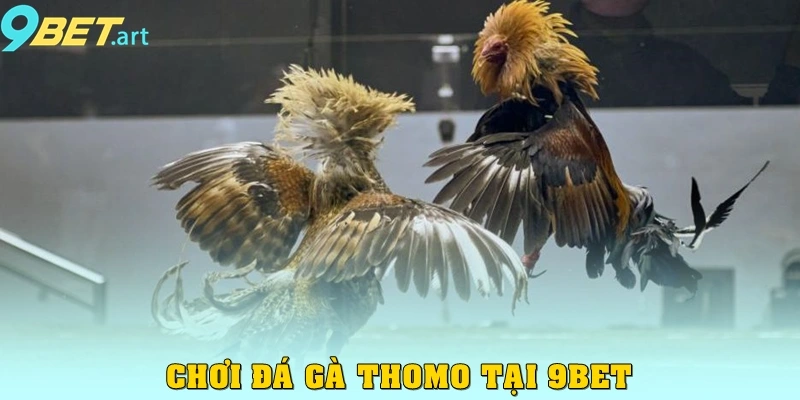Đá Gà 9bet - Quy Tụ Các Trận Đấu Kinh Điển Khắp Mọi Nơi Chơi đá gà Thomo tại 9bet