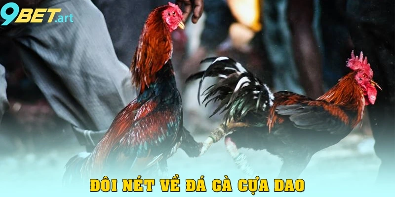 Khám Phá Đá Gà Cựa Dao: Đặc Điểm, Luật Và Cách Thức Tham Gia Đôi nét về đá gà cựa dao