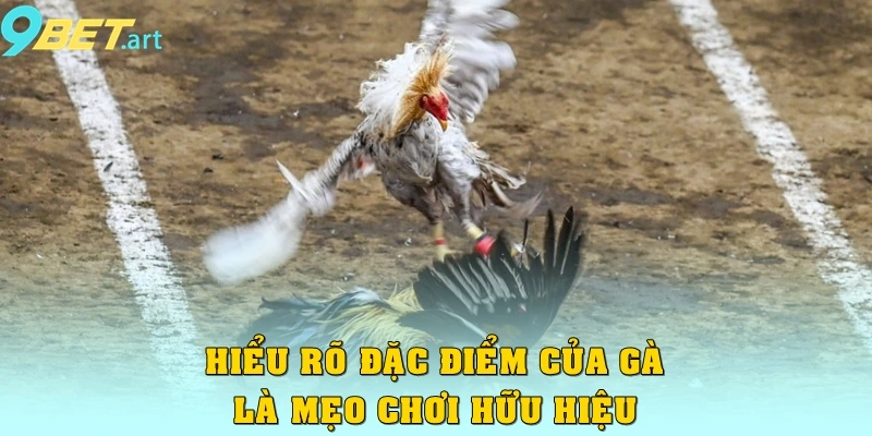 Đá Gà 9bet - Quy Tụ Các Trận Đấu Kinh Điển Khắp Mọi Nơi Hiểu rõ đặc điểm của gà là mẹo chơi hữu hiệu