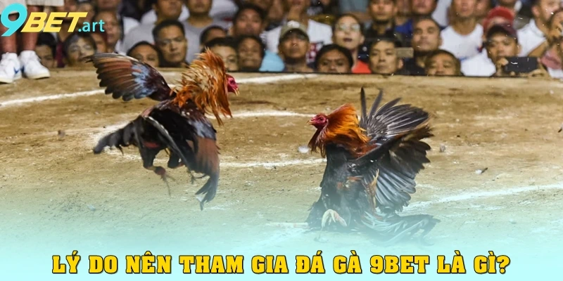 Đá Gà 9bet - Quy Tụ Các Trận Đấu Kinh Điển Khắp Mọi Nơi Lý do nên tham gia đá gà 9bet là gì?
